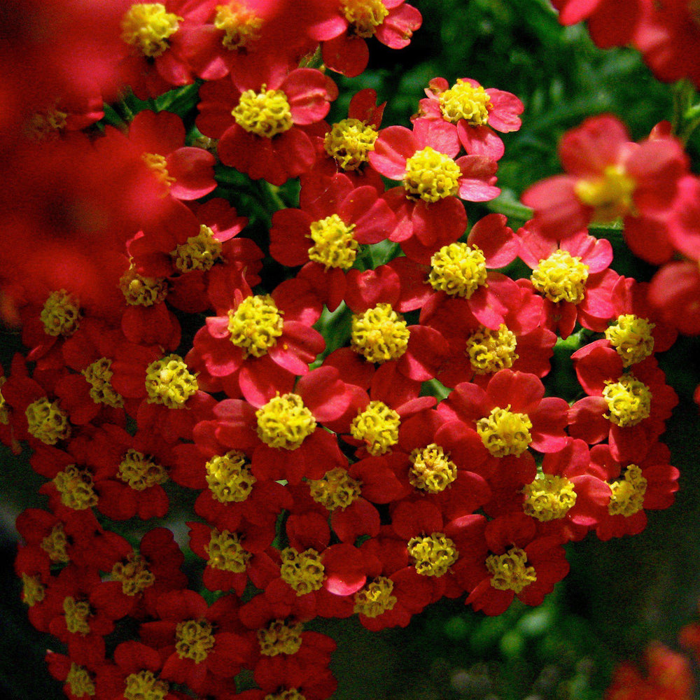 Achillea millefolium 'Strawberry Seduction' ~ Strawberry Seduction Yarrow - Delivered By ServeScape