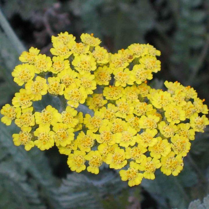 Achillea x 'ACBZ0002' ~ Little Moonshine Yarrow-ServeScape