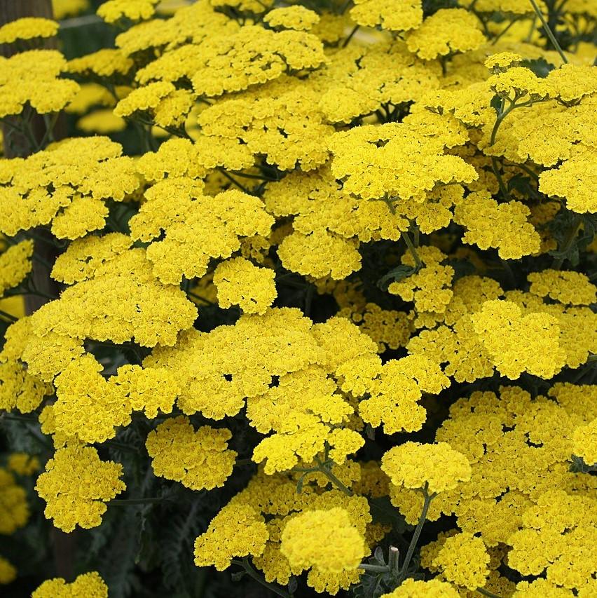 Achillea x 'ACBZ0002' ~ Little Moonshine Yarrow-ServeScape
