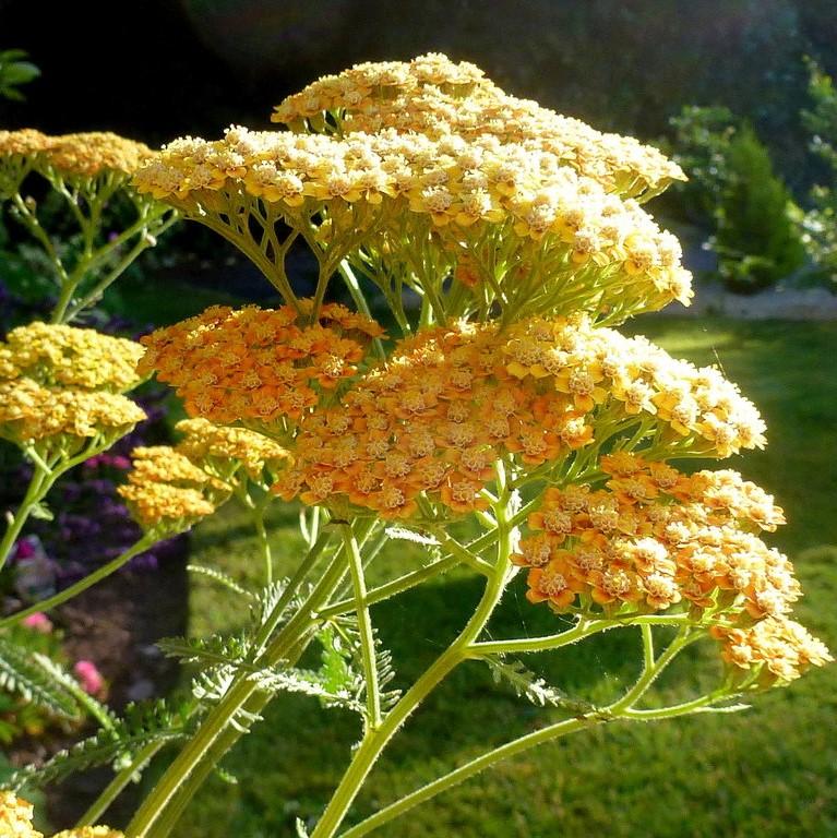 Achillea x 'Terracotta' ~ Terracotta Yarrow-ServeScape