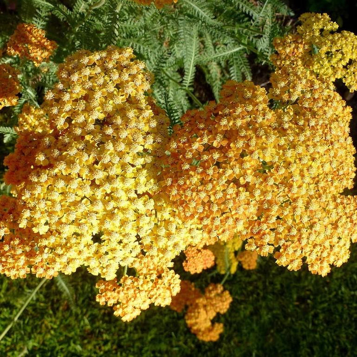 Achillea x 'Terracotta' ~ Terracotta Yarrow-ServeScape