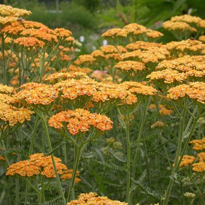 Achillea x 'Terracotta' ~ Terracotta Yarrow - Delivered By ServeScape