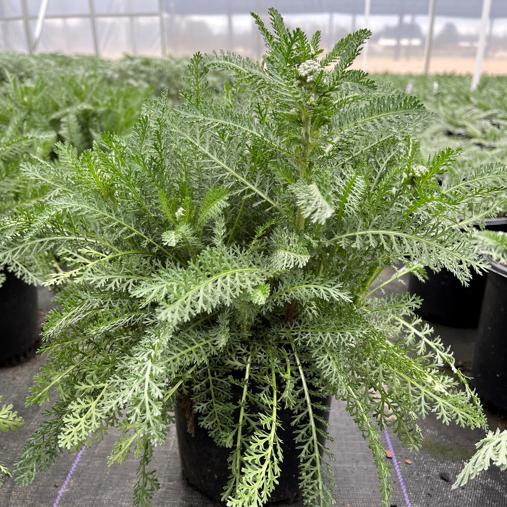 Achillea millefolium 'Balvinrose' PP25712 ~ New Vintage™ Rose Yarrow-ServeScape