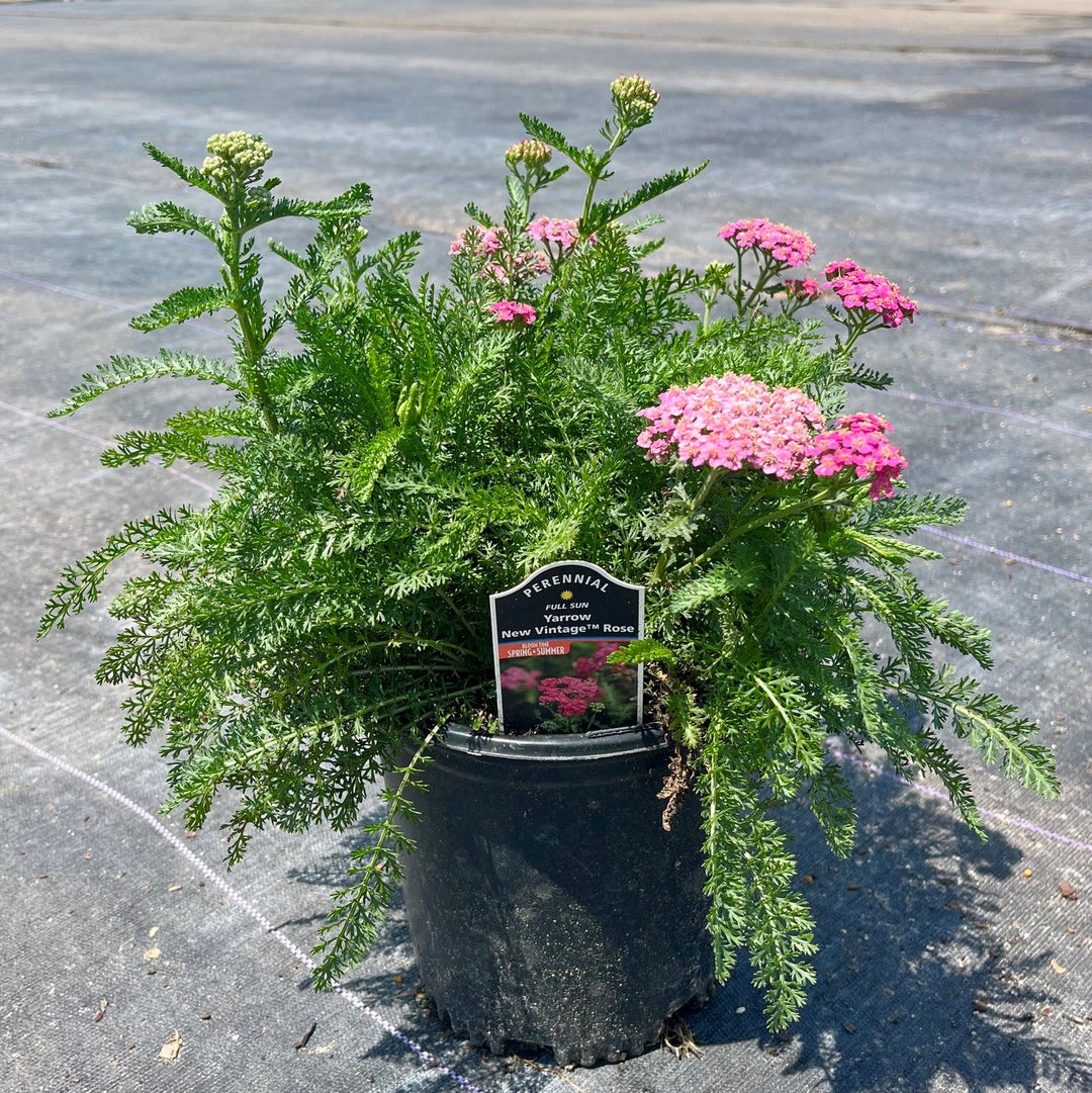 Achillea millefolium 'Balvinrose' PP25712 ~ New Vintage™ Rose Yarrow-ServeScape