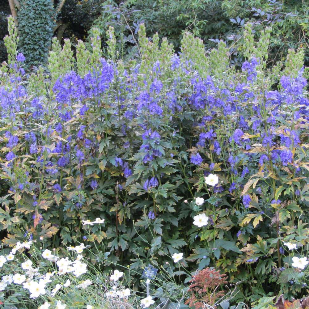 Aconitum carmichaelii 'Arendsii' ~ Arendsii Autumn Monkshood-ServeScape