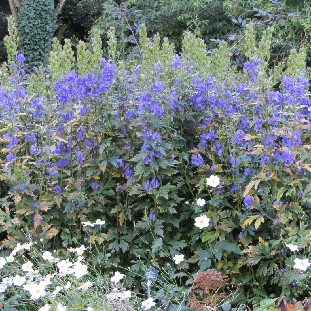 Aconitum carmichaelii 'Arendsii' ~ Arendsii Autumn Monkshood-ServeScape