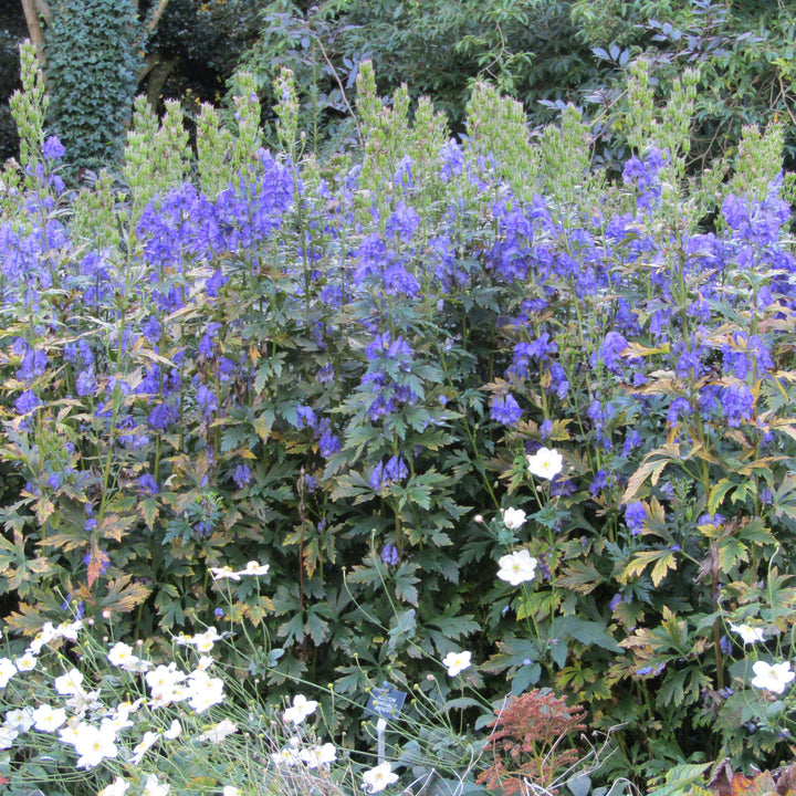 Aconitum carmichaelii 'Arendsii' ~ Arendsii Autumn Monkshood-ServeScape