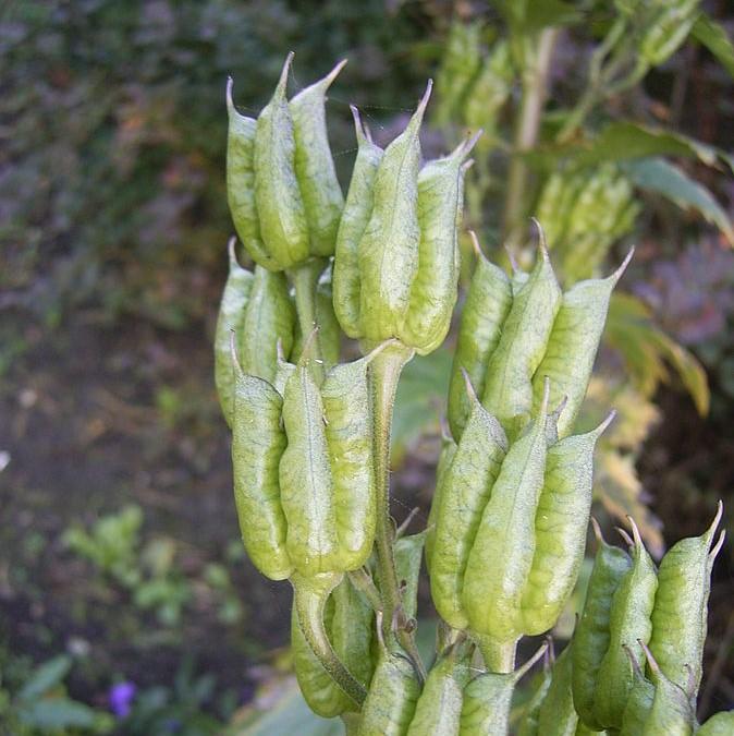 Aconitum carmichaelii 'Arendsii' ~ Arendsii Autumn Monkshood-ServeScape