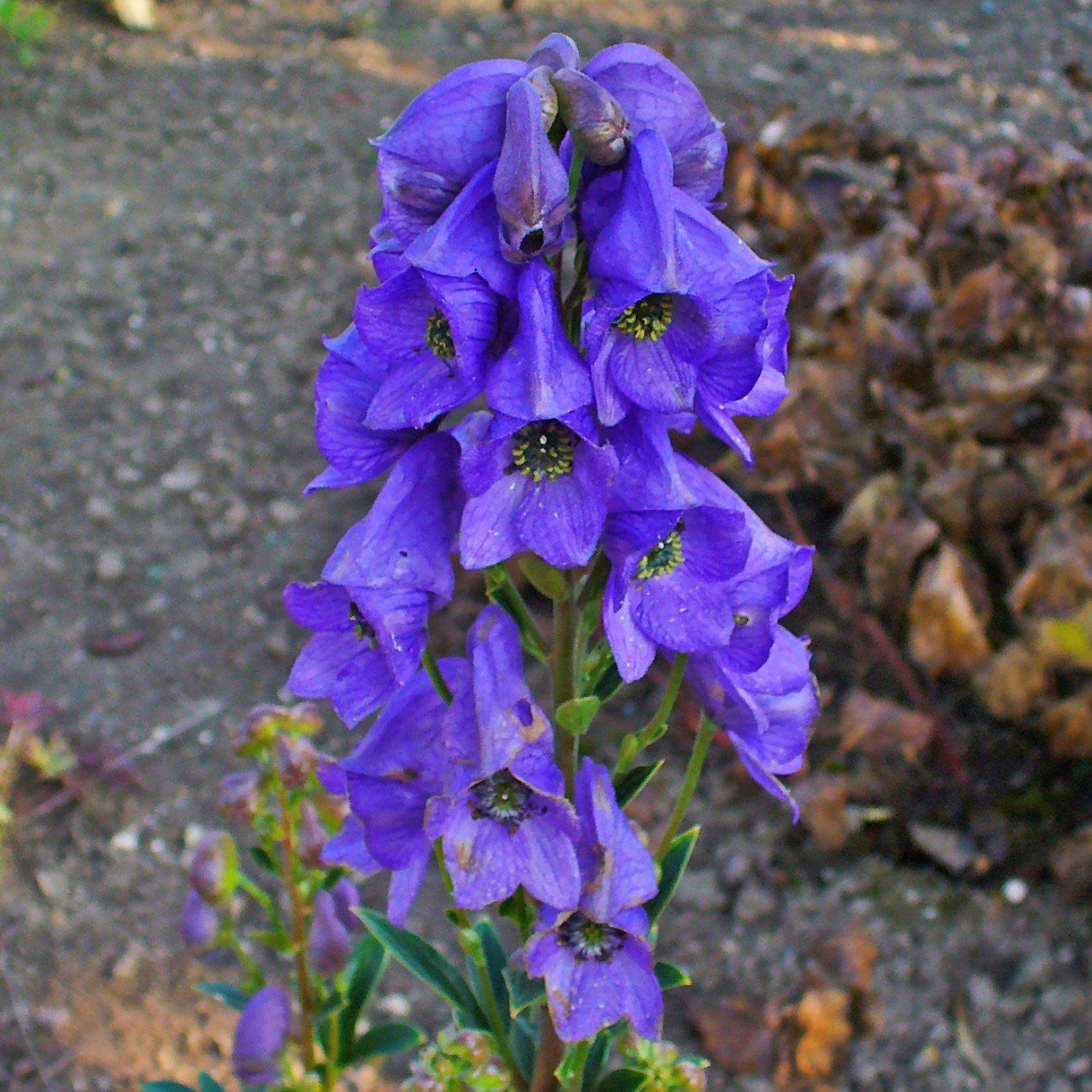 Aconitum carmichaelii 'Arendsii' ~ Arendsii Autumn Monkshood - Delivered By ServeScape