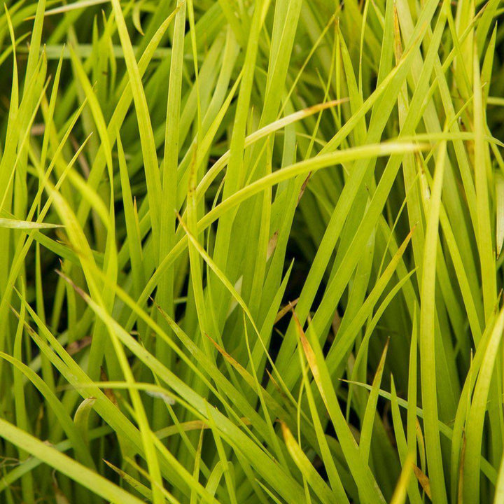 Acorus gramineus 'Minimus Aureus'  ~ Dwarf Golden Sweet Flag - Delivered By ServeScape