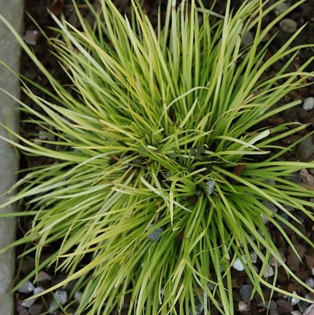 Acorus gramineus 'Minimus Aureus' ~ Dwarf Golden Sweet Flag-ServeScape