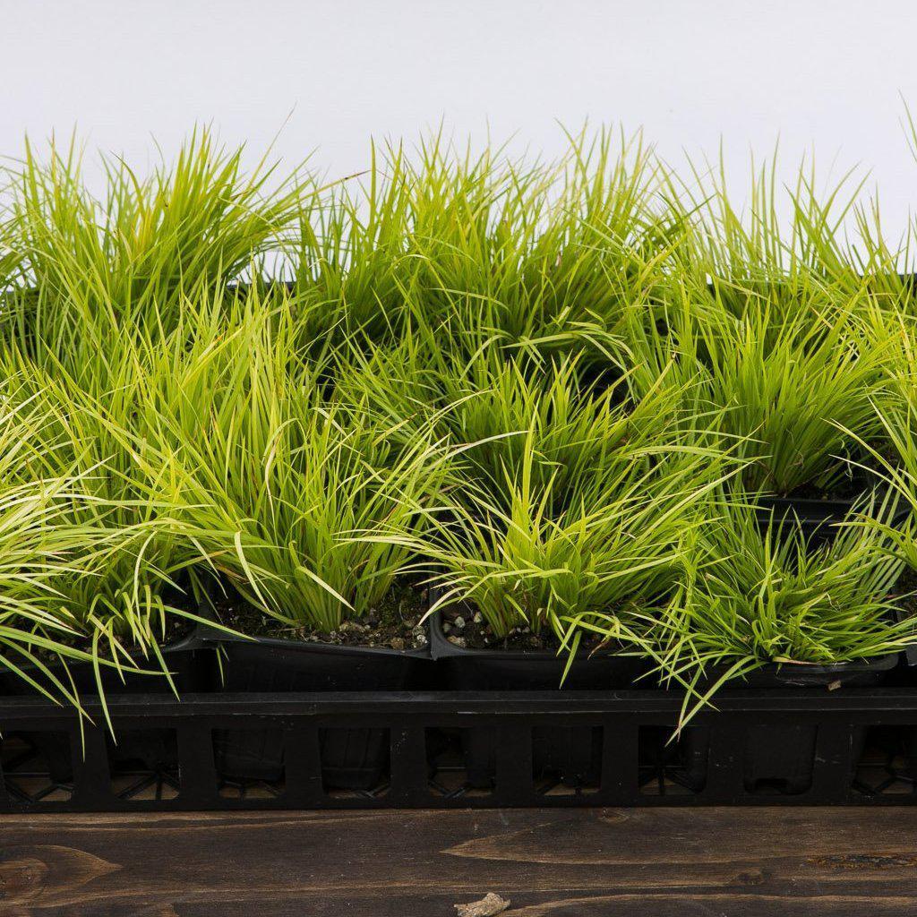 Acorus gramineus 'Minimus Aureus' ~ Dwarf Golden Sweet Flag - Delivered By ServeScape