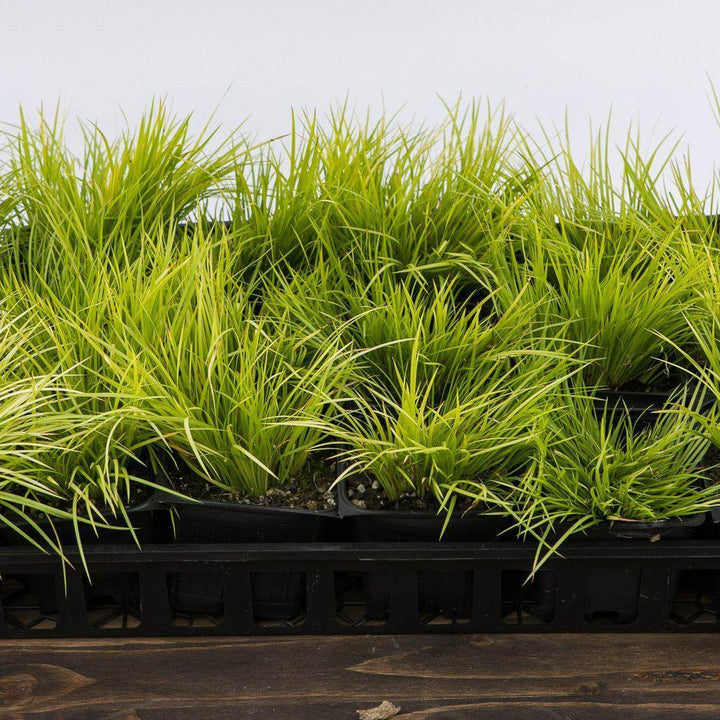 Acorus gramineus 'Minimus Aureus'  ~ Dwarf Golden Sweet Flag - Delivered By ServeScape