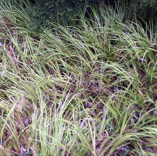 Acorus gramineus 'Oborozuki' ~ Variegated Sweet Flag-ServeScape