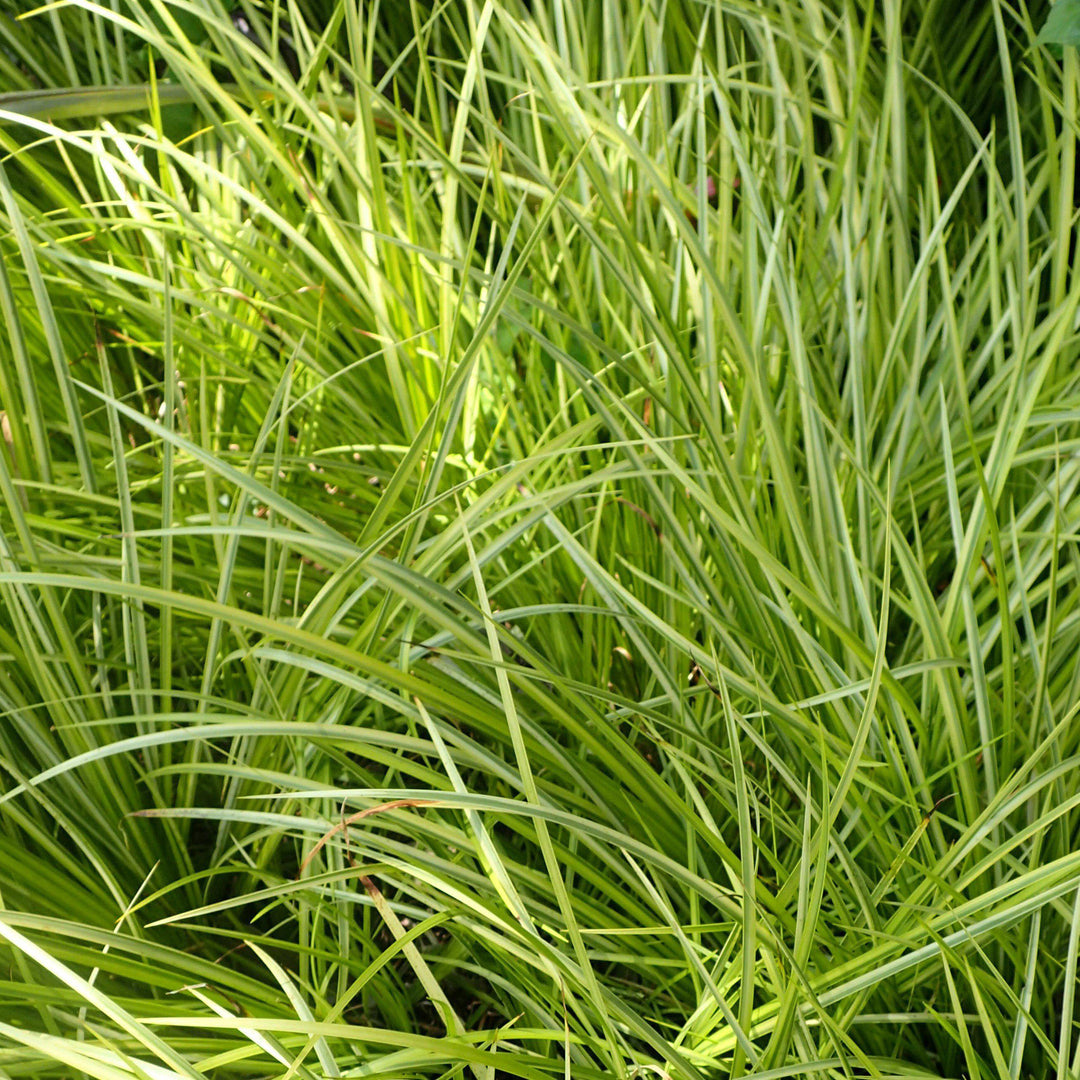 Acorus gramineus 'Oborozuki' ~ Variegated Sweet Flag - Delivered By ServeScape