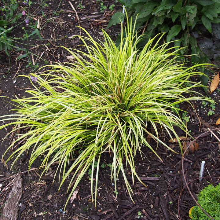 Acorus gramineus 'Ogon' ~ Golden Variegated Sweet Flag-ServeScape