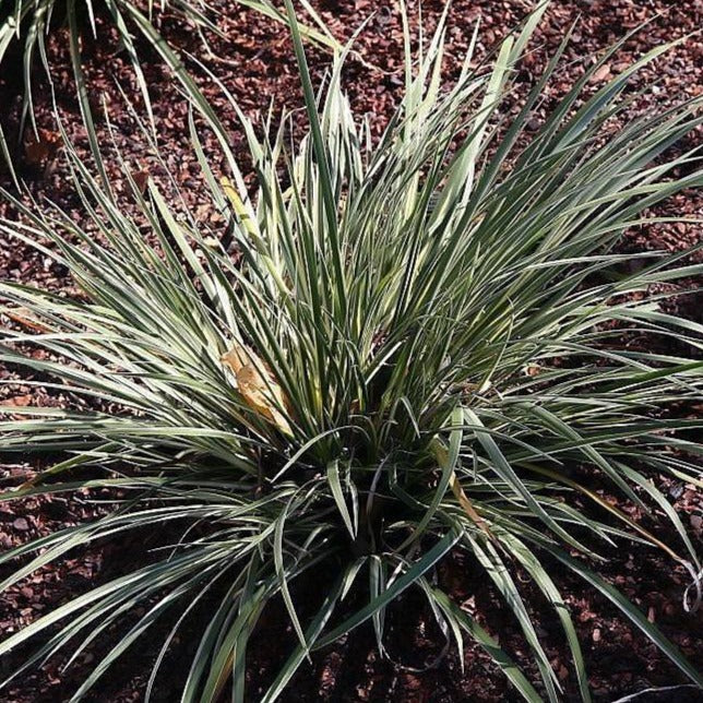 Acorus gramineus 'Variegatus' ~ Variegated Sweet Flag - Delivered By ServeScape