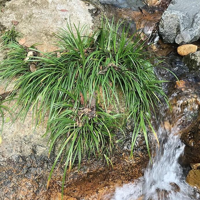 Acorus gramineus 'minimus' ~ Dwarf Sweet Grass-ServeScape