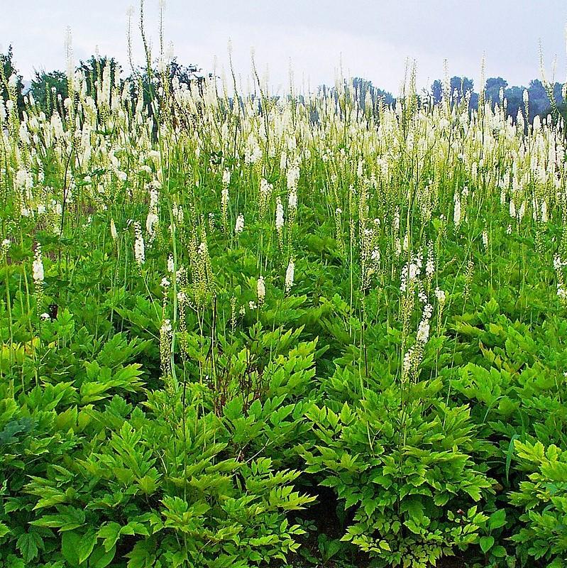 Actaea racemosa ~ Black Cohosh-ServeScape