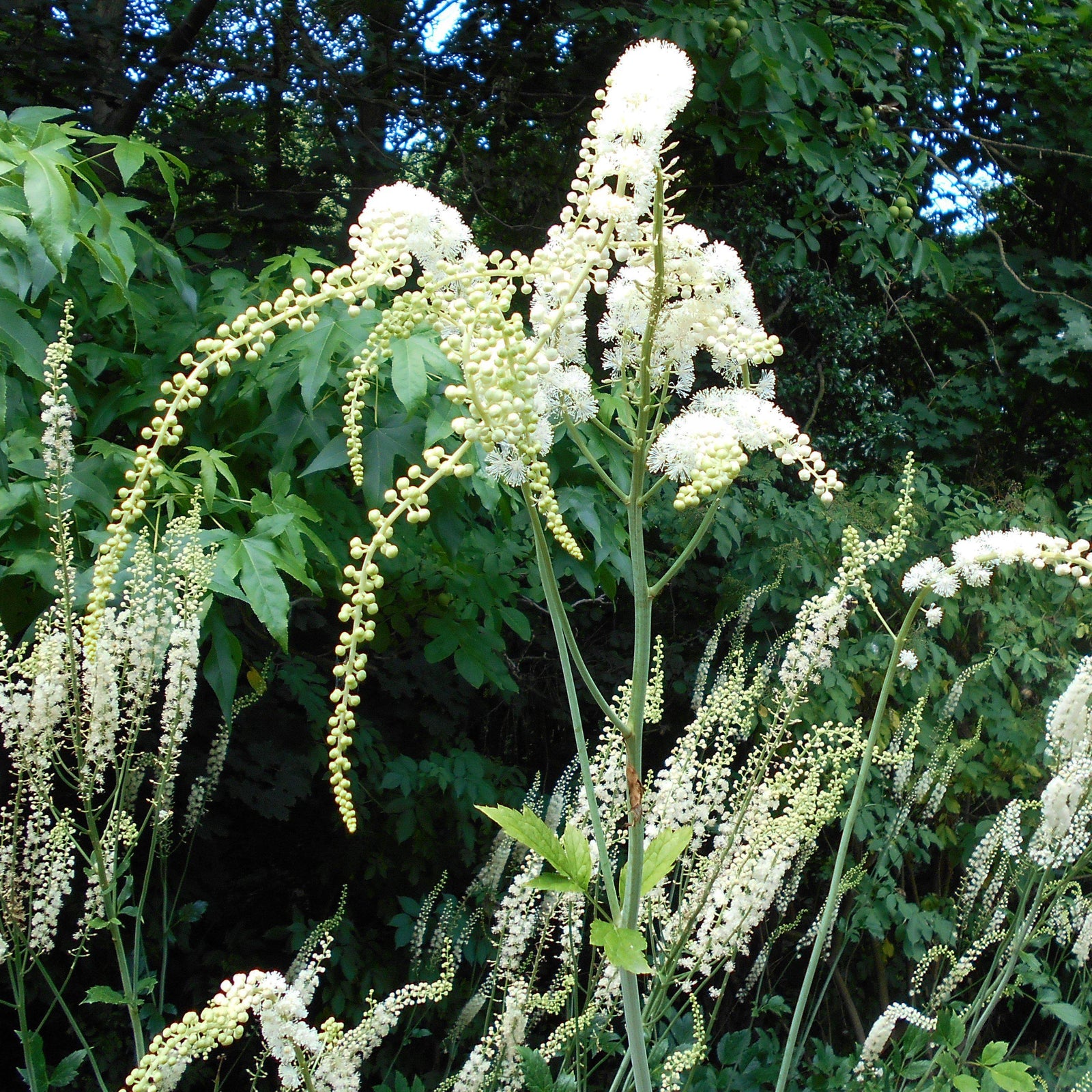 Actaea racemosa ~ Black Cohosh - Delivered By ServeScape