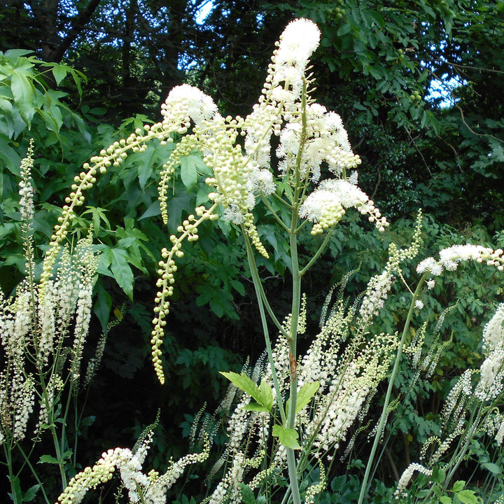 Actaea racemosa ~ Black Cohosh - Delivered By ServeScape