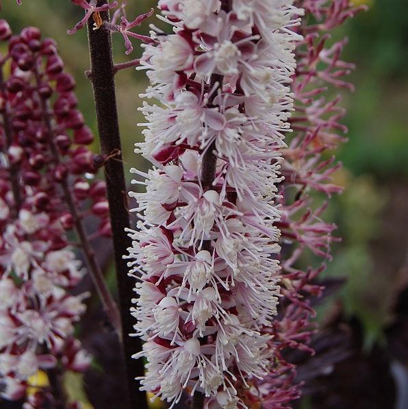 Actaea simplex 'Brunette' ~ Brunette Bugbane, Cohosh-ServeScape