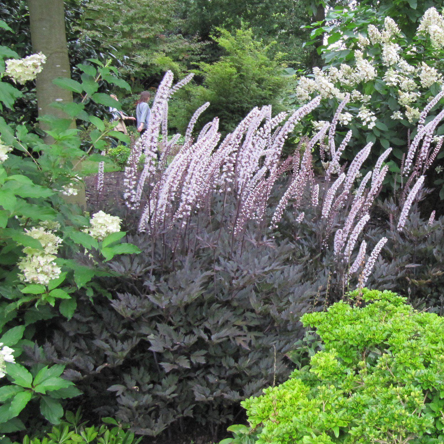Actaea simplex 'Brunette' ~ Brunette Bugbane, Cohosh - Delivered By ServeScape