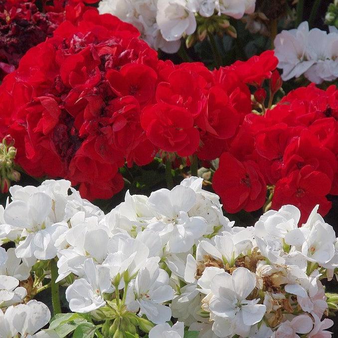 Pelargonium × hortorum 'Rocky Mountain Dark Red' ~ Rocky Mountain™ Dark Red Zonal Geranium-ServeScape