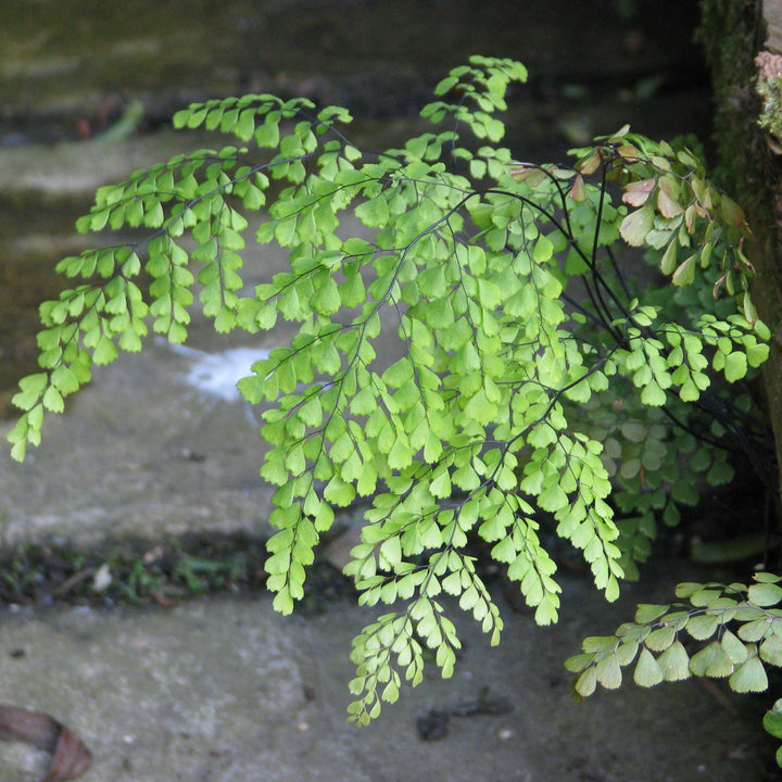 Adiantum venustum ~ Himalayan Maidenhair Fern-ServeScape