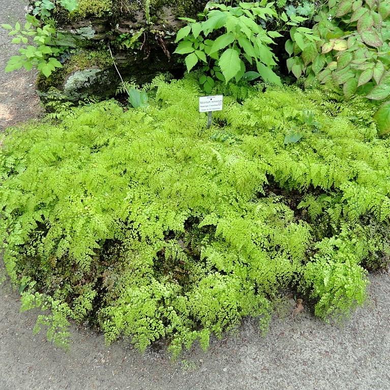 Adiantum venustum ~ Himalayan Maidenhair Fern-ServeScape