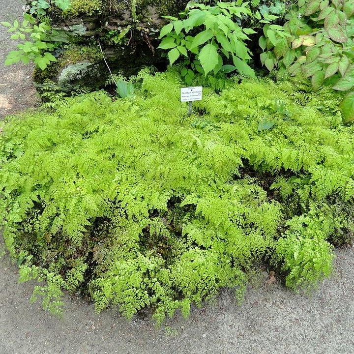 Adiantum venustum ~ Himalayan Maidenhair Fern-ServeScape