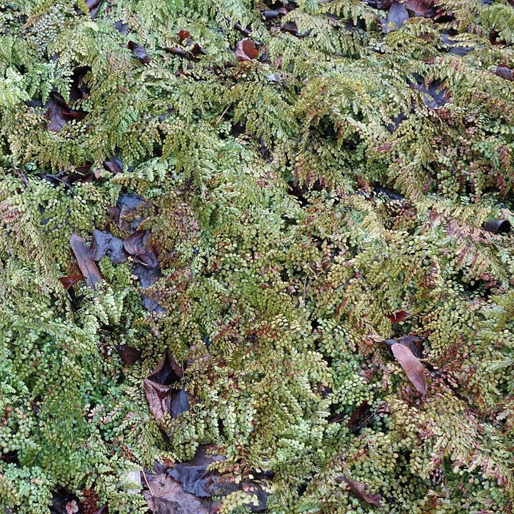 Adiantum venustum ~ Himalayan Maidenhair Fern-ServeScape