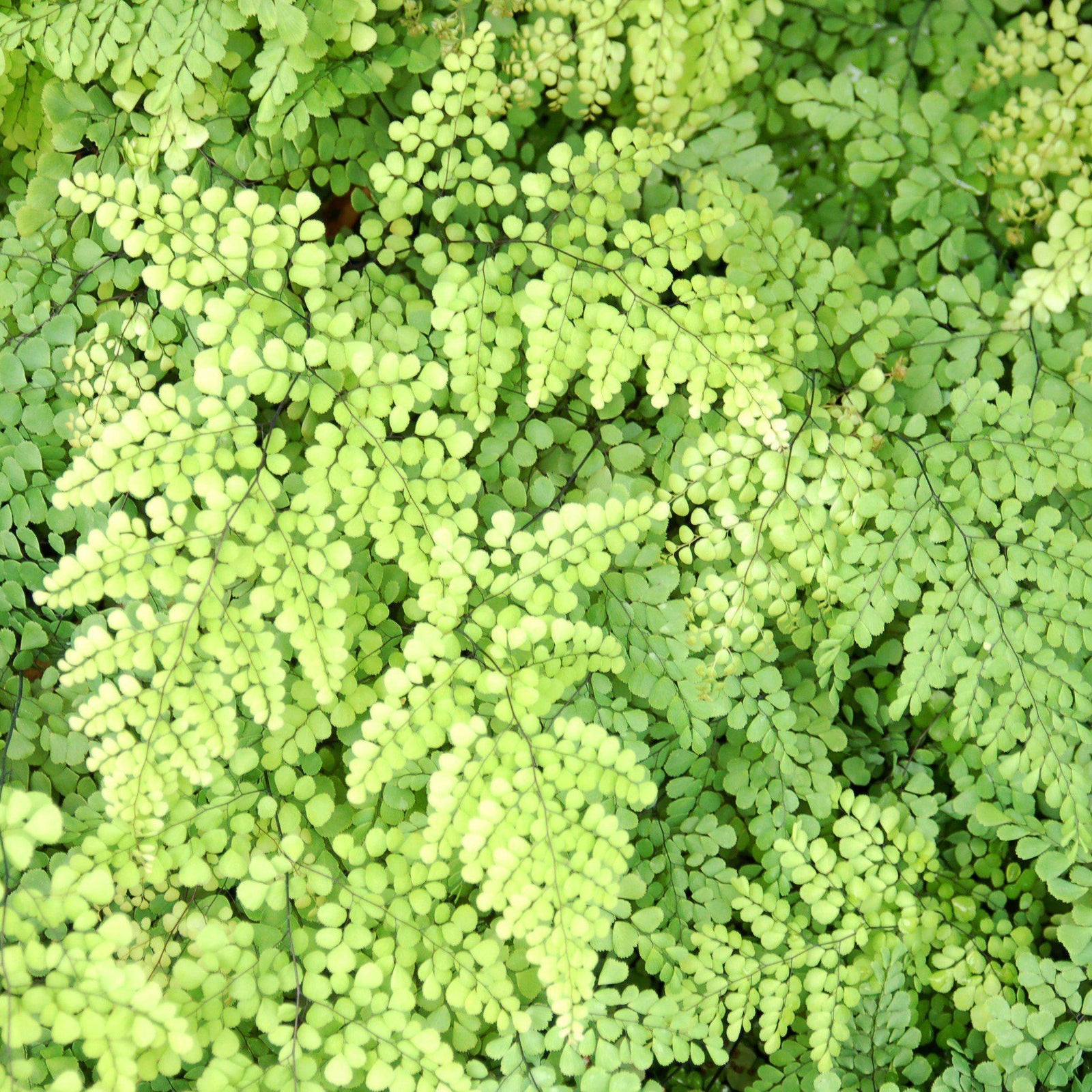 Adiantum venustum ~ Himalayan Maidenhair Fern - Delivered By ServeScape