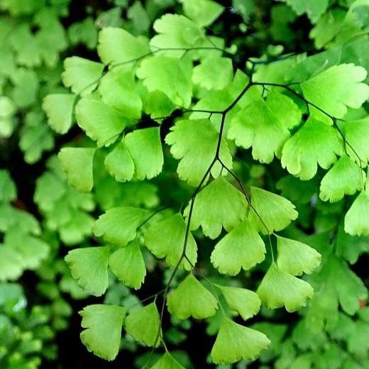 Adiantum x mairisi ~ Hardy maidenhair Fern-ServeScape