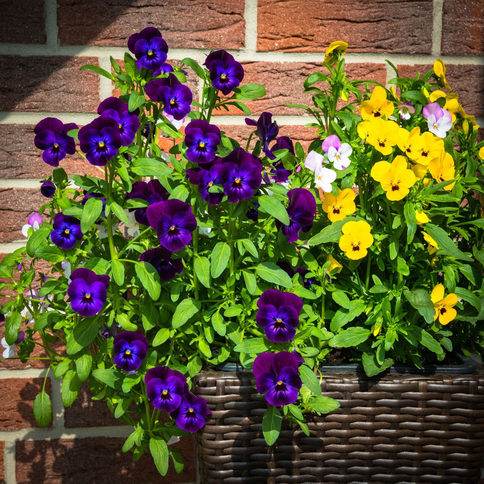 Viola cornuta 'Admire Deep Purple Face' ~ Admire® Deep Purple Face Viola-ServeScape