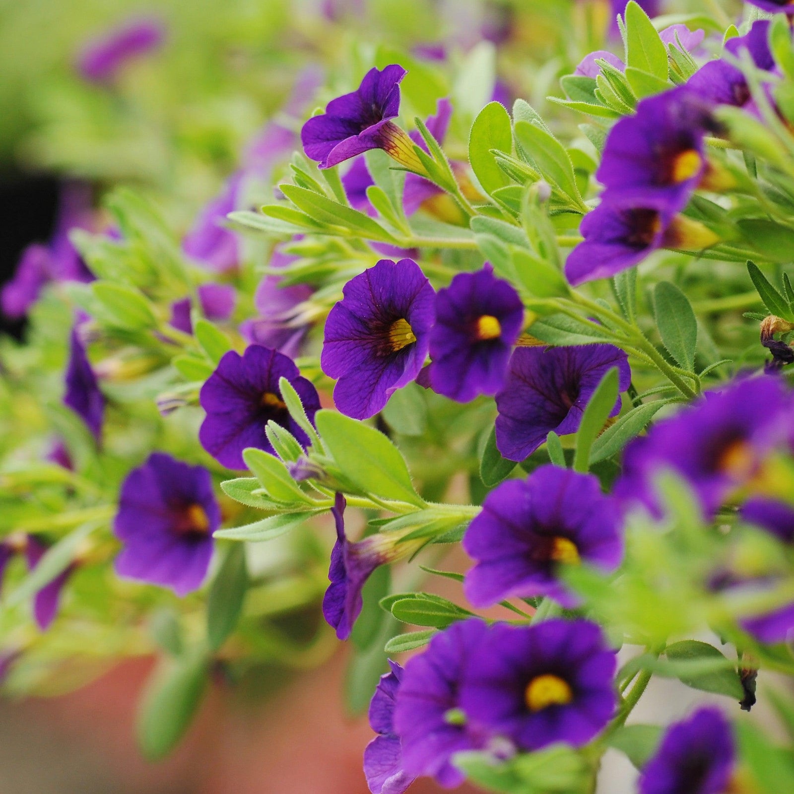 Calibrachoa 'Calitastic Noble Blue' ~ Calitastic® Noble Blue Calibrachoa-ServeScape