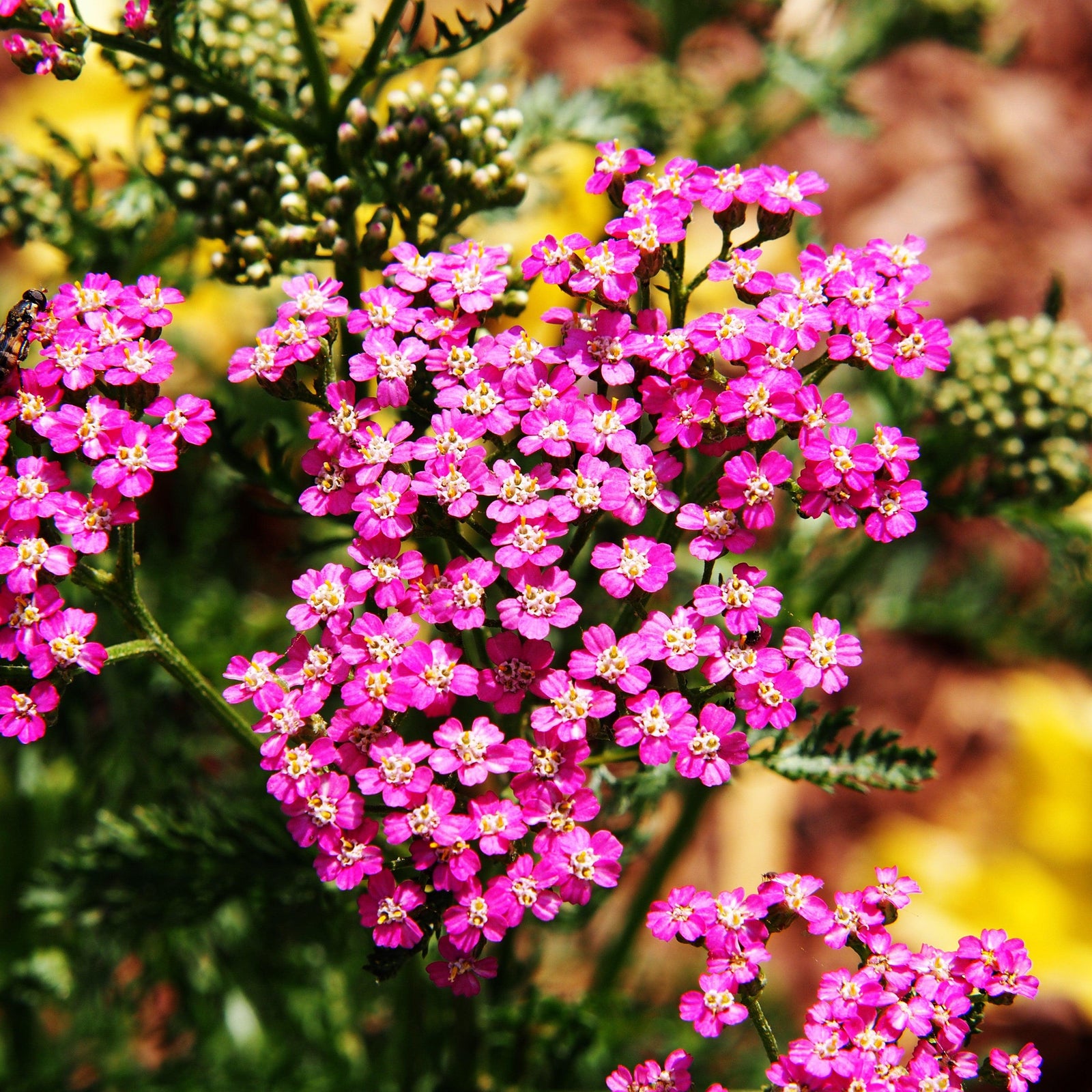 Achillea millefolium 'Balvinrose' PP25712 ~ New Vintage™ Rose Yarrow-ServeScape