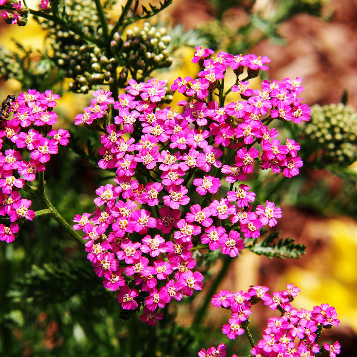 Achillea millefolium 'Balvinrose' PP25712 ~ New Vintage™ Rose Yarrow-ServeScape