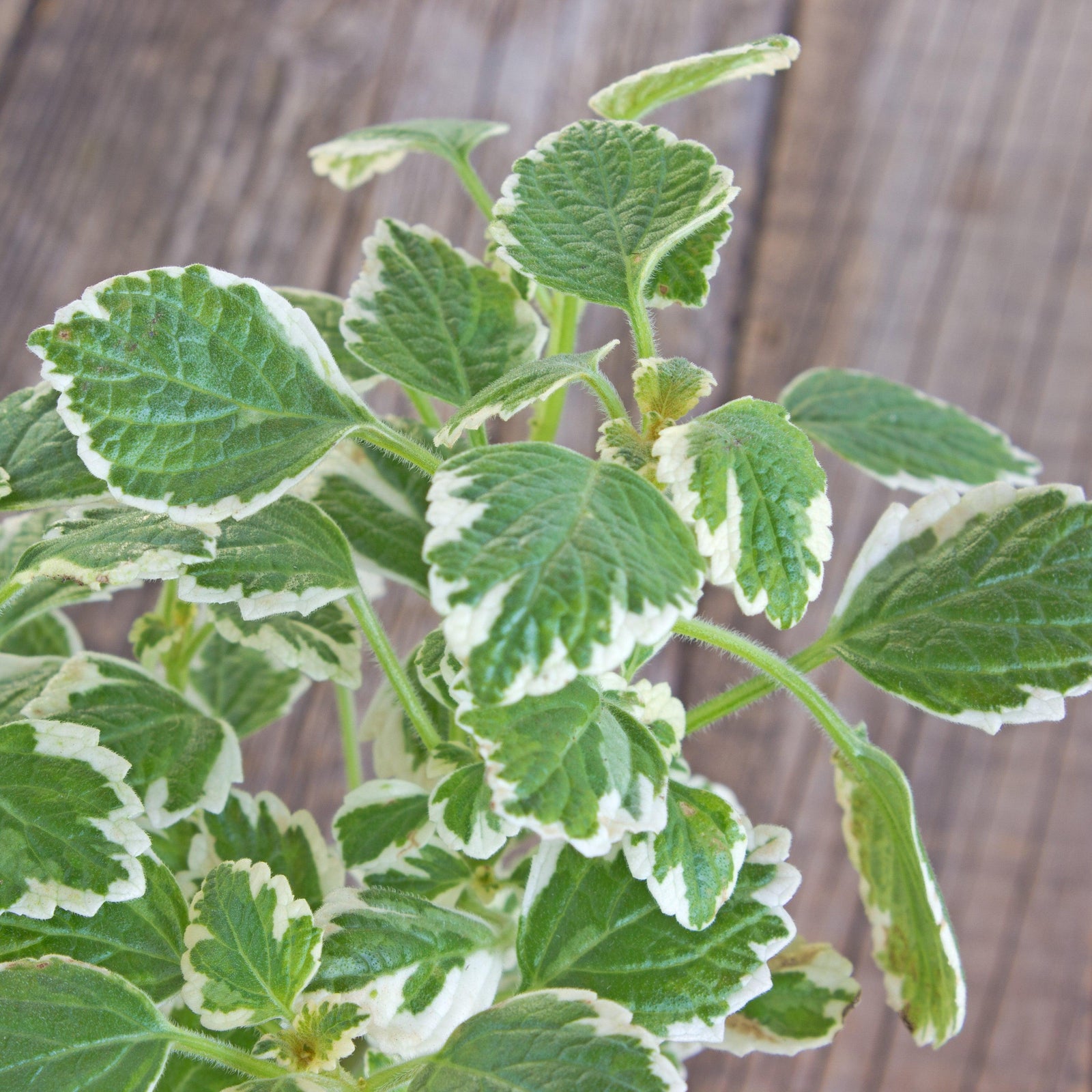Solenostemon scutellarioides 'Oregano’ ~ Oregano Coleus-ServeScape