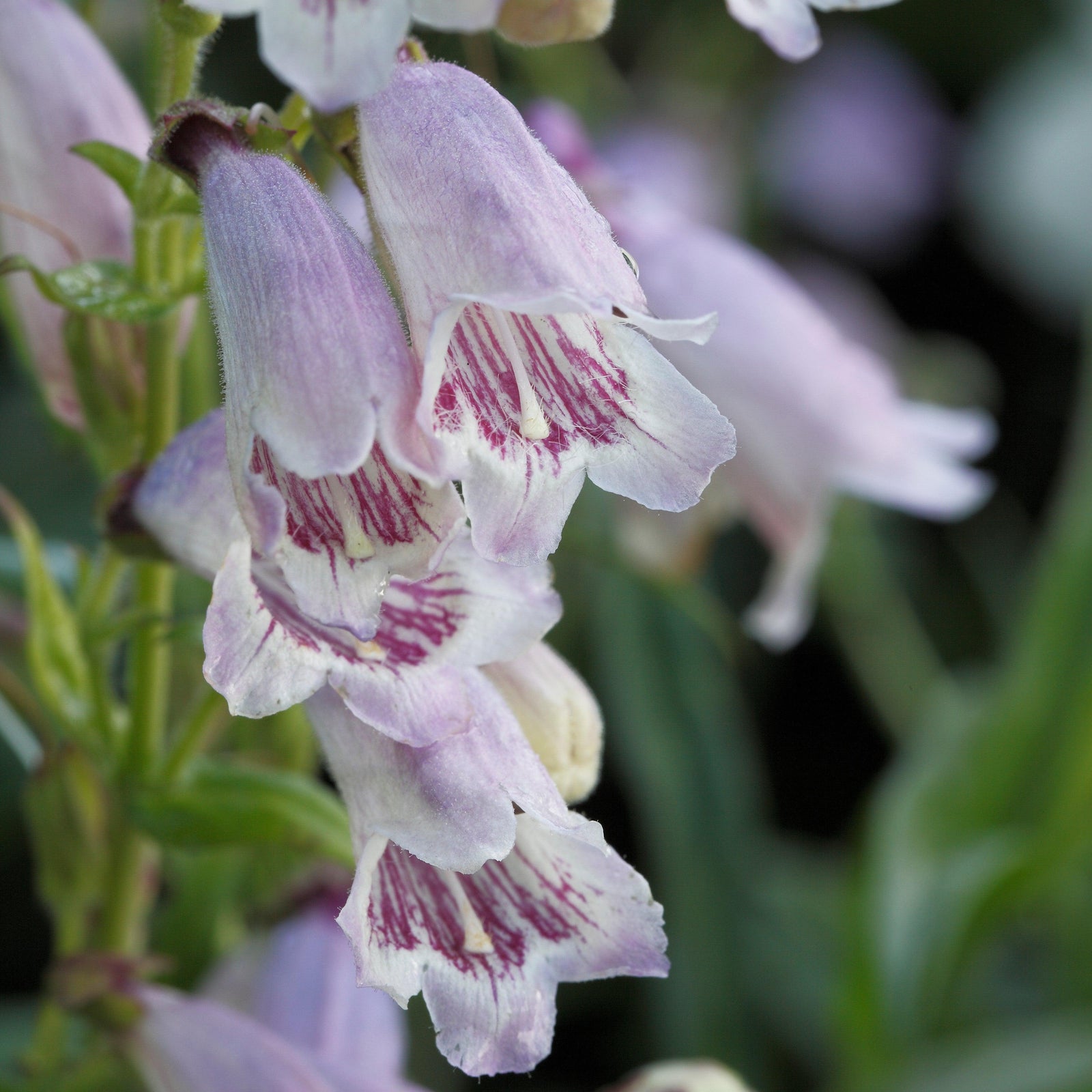 Penstemon australis ~ Southern Beardtongue-ServeScape