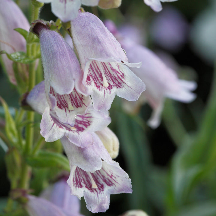 Penstemon australis ~ Southern Beardtongue-ServeScape
