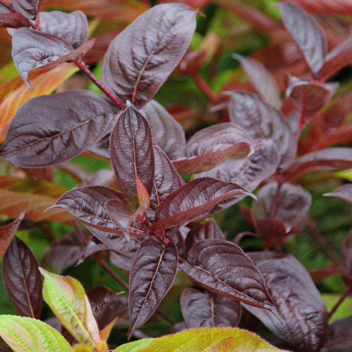 Weigela florida 'Wings of Fire' ~ Wings of Fire Weigela-ServeScape
