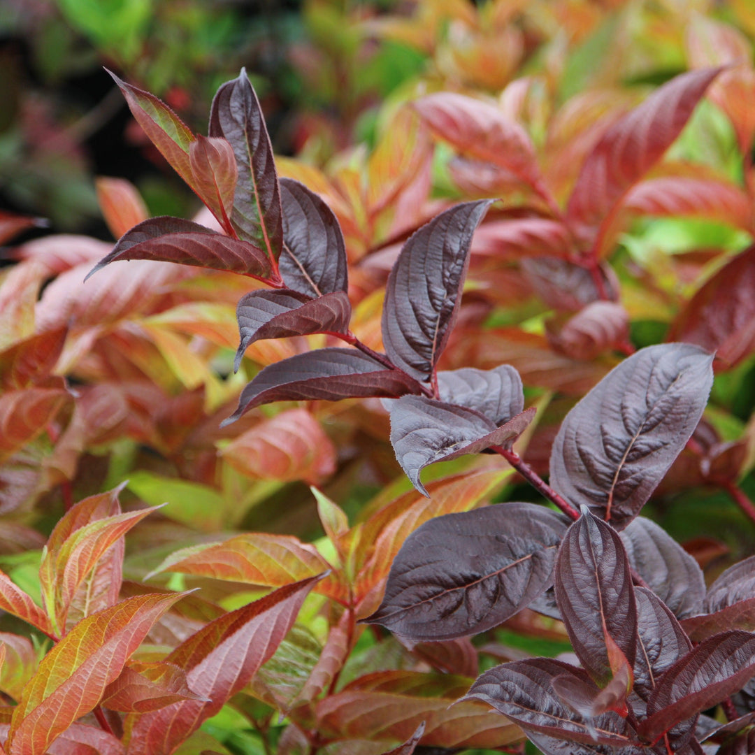 Weigela florida 'Wings of Fire' ~ Wings of Fire Weigela-ServeScape