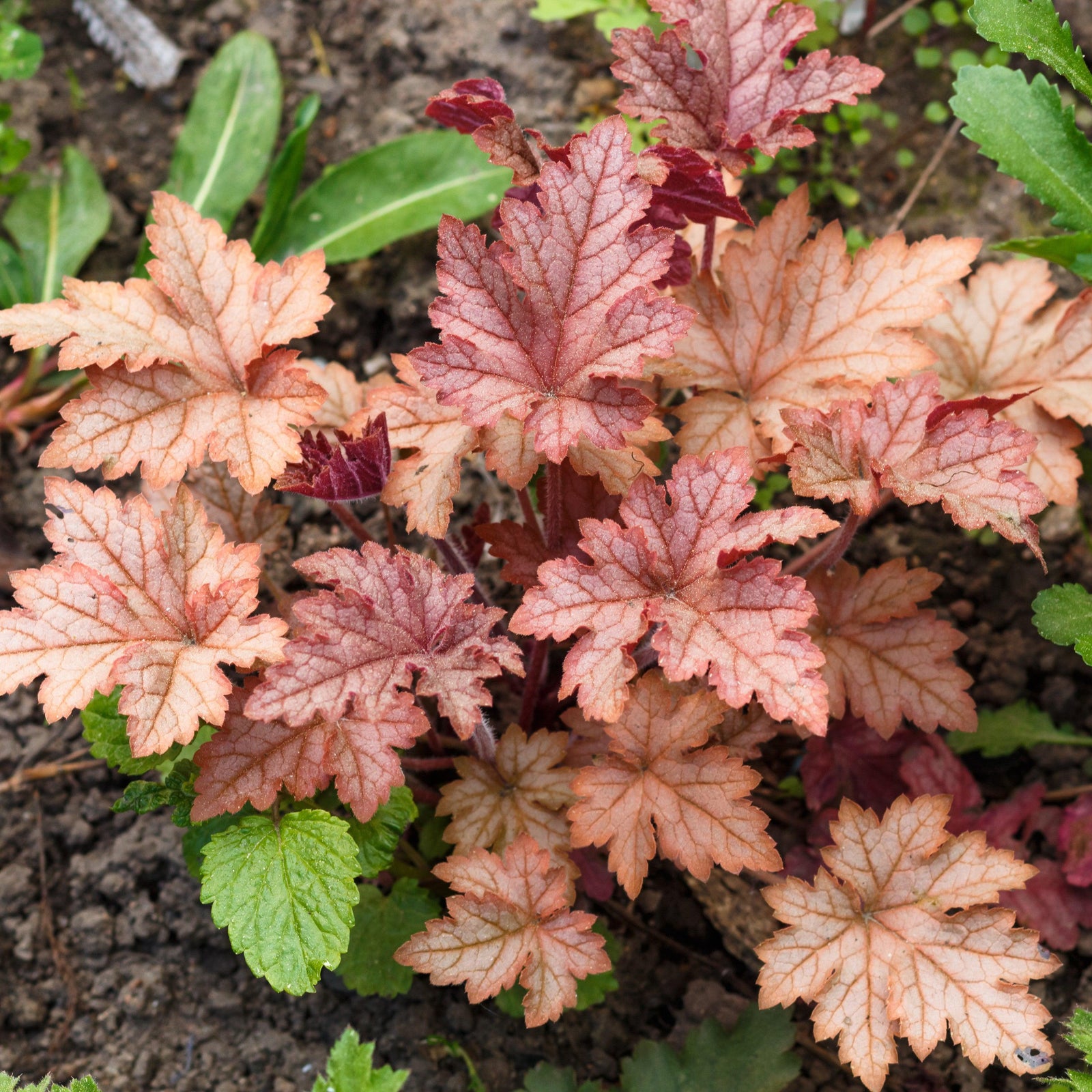 Heuchera 'Carnival Peach Parfait' ~ Carnival Peach Parfait Coral Bells-ServeScape