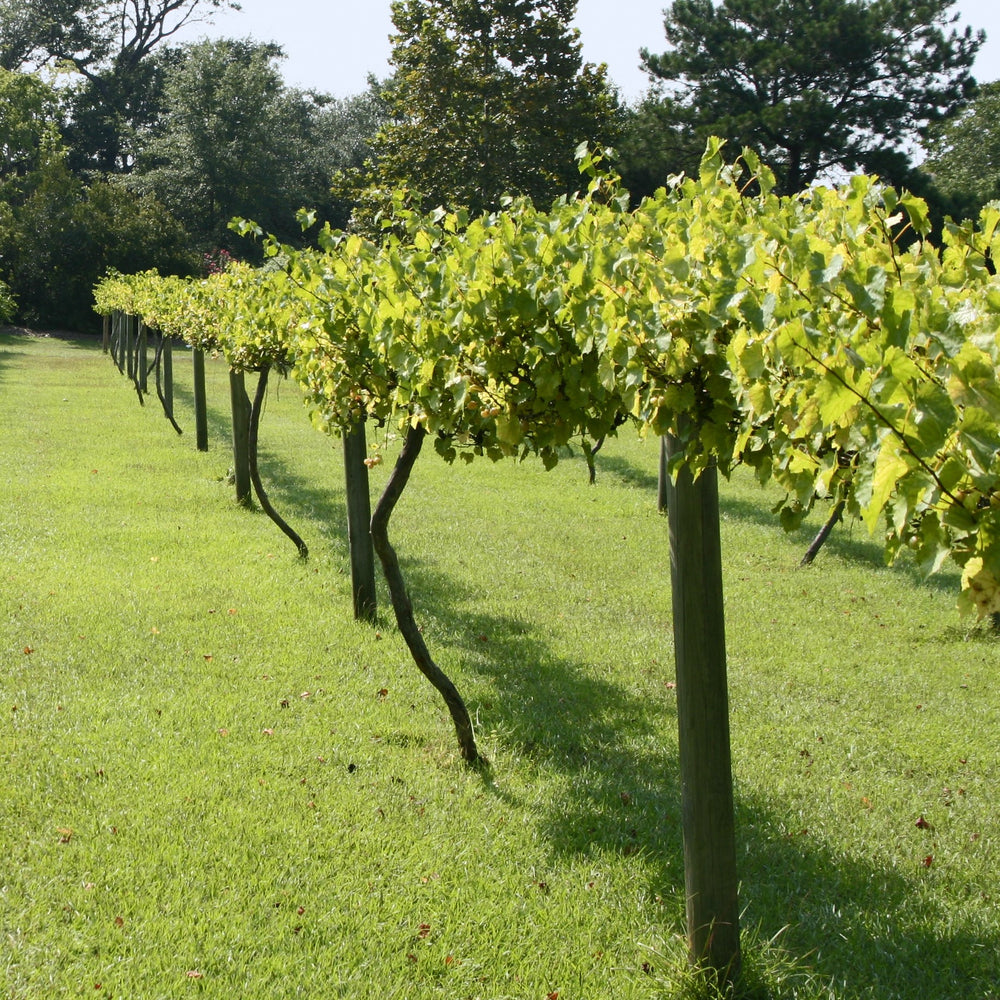 Vitis rotundifolia 'Carols' ~ Carlos Muscadine-ServeScape