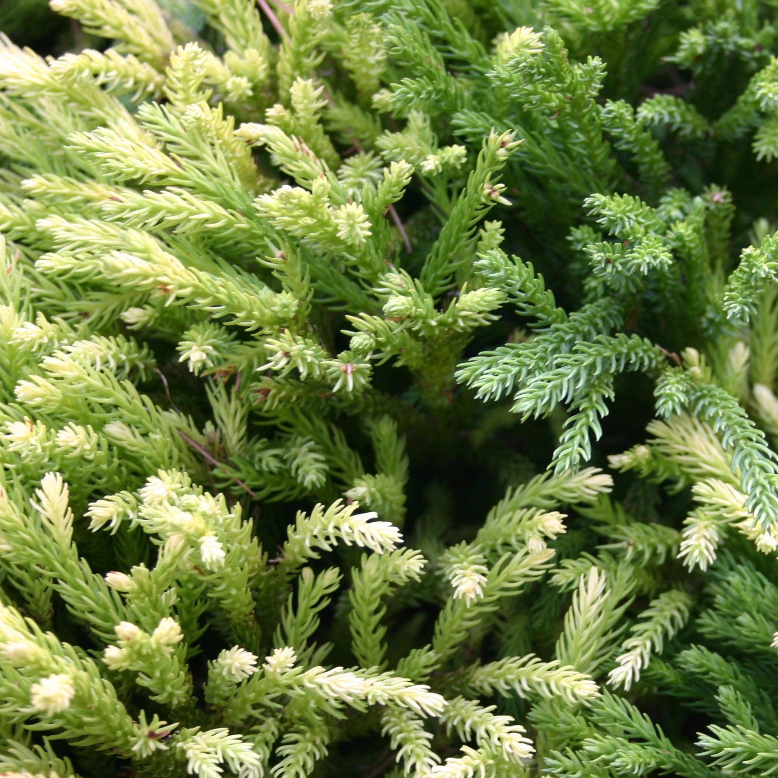 Cryptomeria japonica 'Albospica' ~ Albospica Japanese Cedar-ServeScape