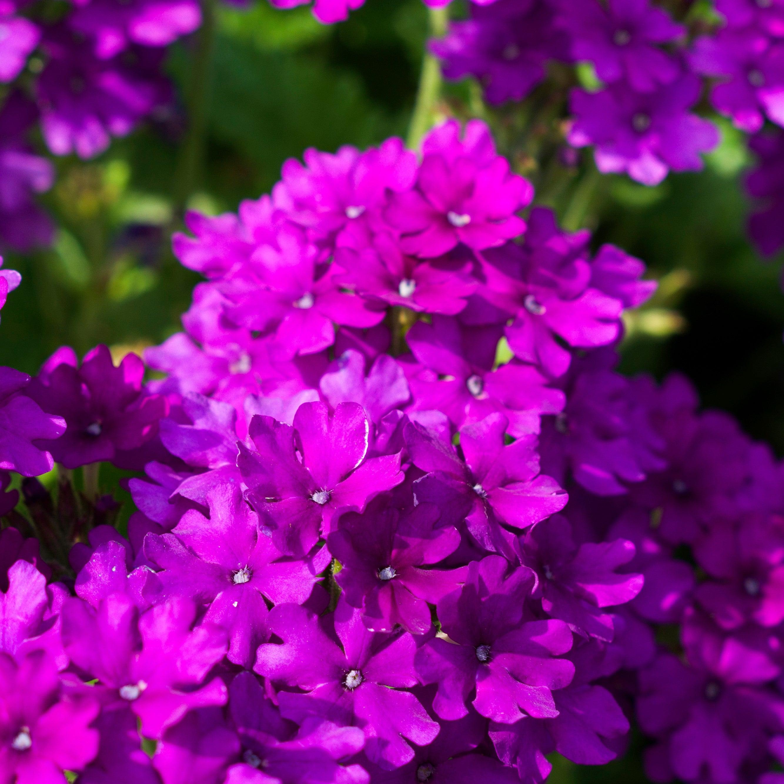 Vivid® Deep Blue Verbena - Verbena 'vivid Deep Blue' – Servescape