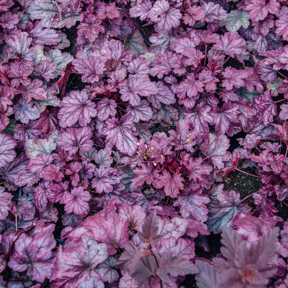 Heuchera 'Grape Expectations' ~ Grape Expectations Coral Bells-ServeScape