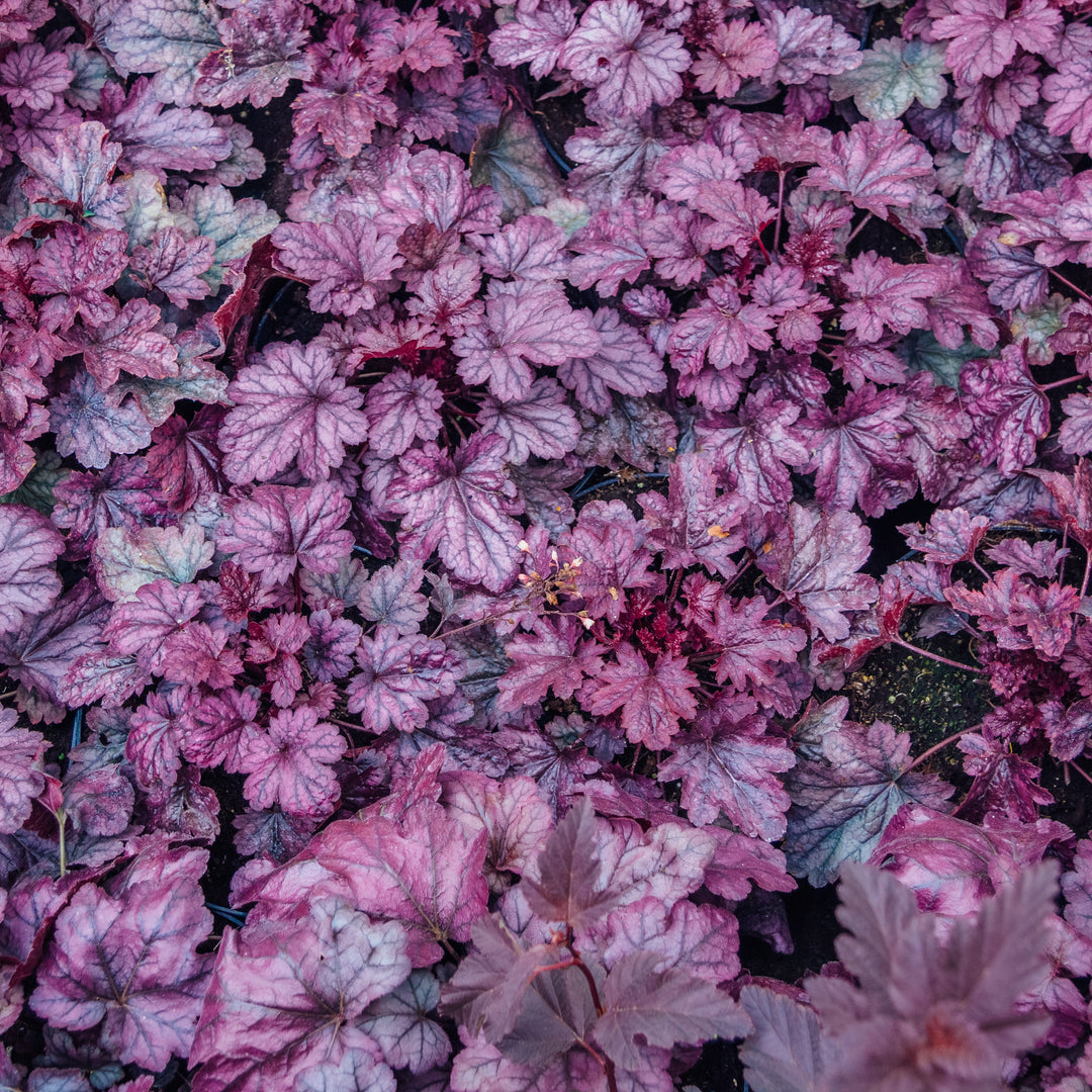 Heuchera 'Grape Expectations' ~ Grape Expectations Coral Bells-ServeScape