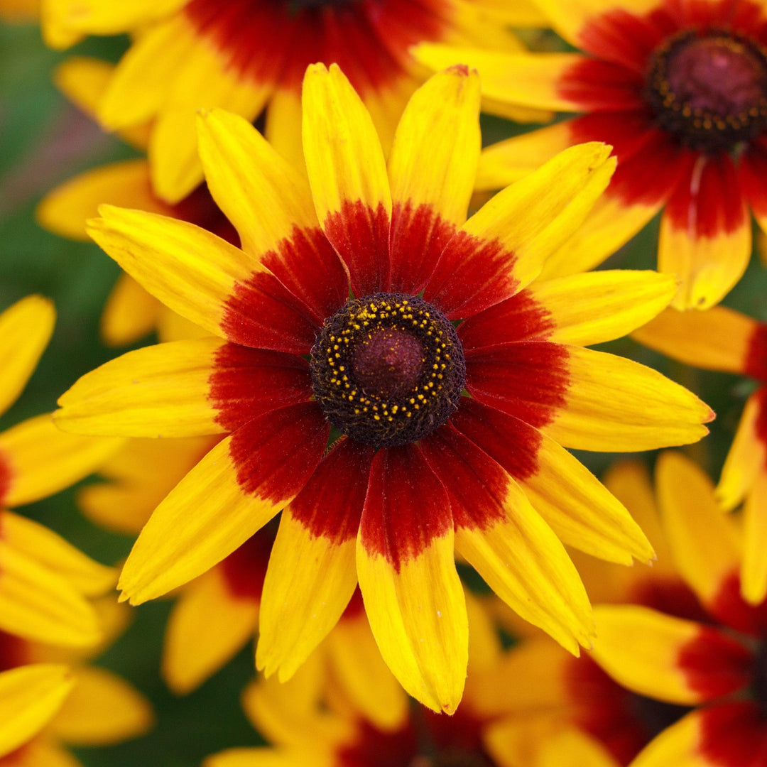 x echibeckia 'ET RDB 621' ~ Summerina® Sizzling Sunset Echibeckia-ServeScape